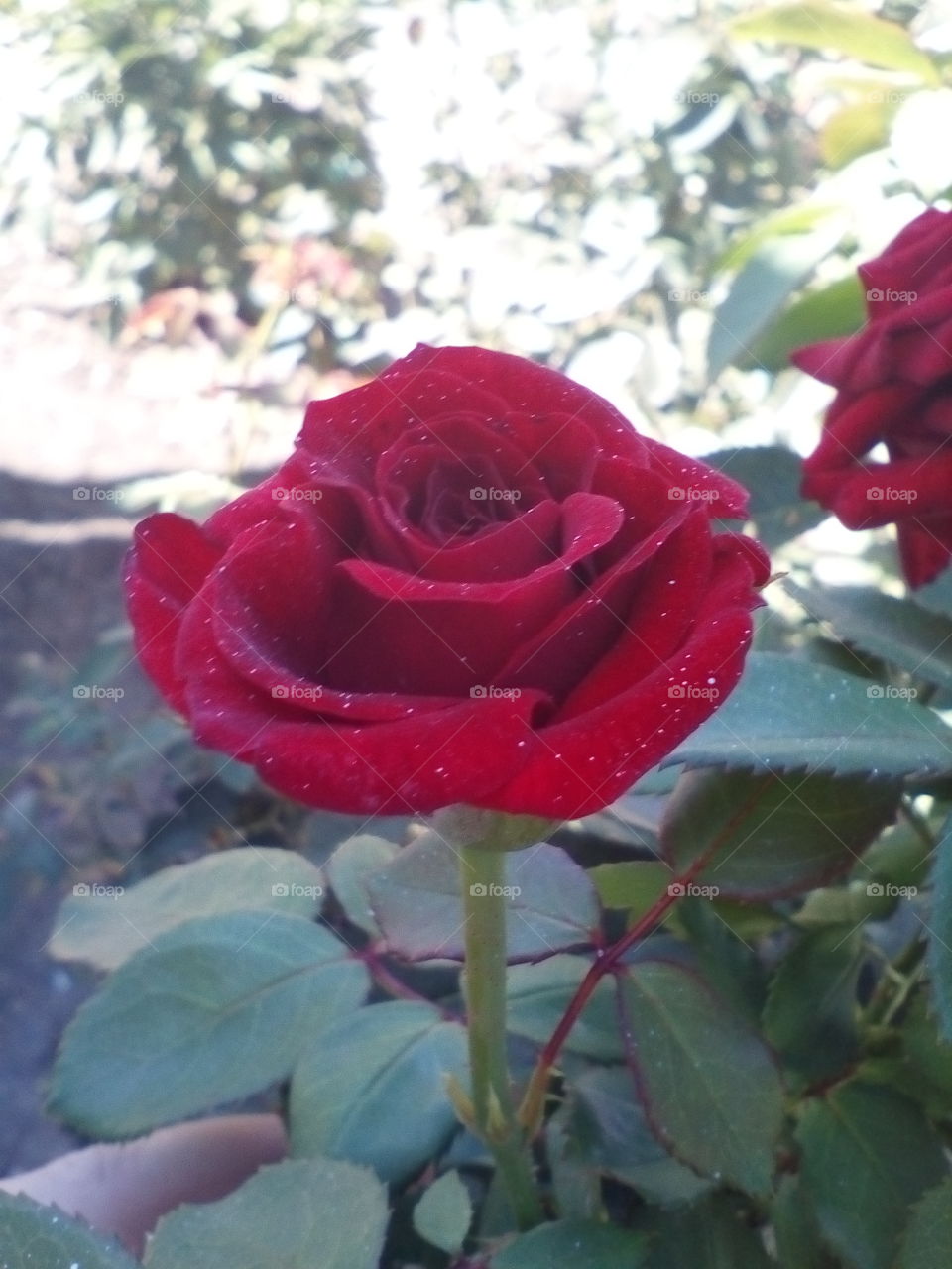 rose flower