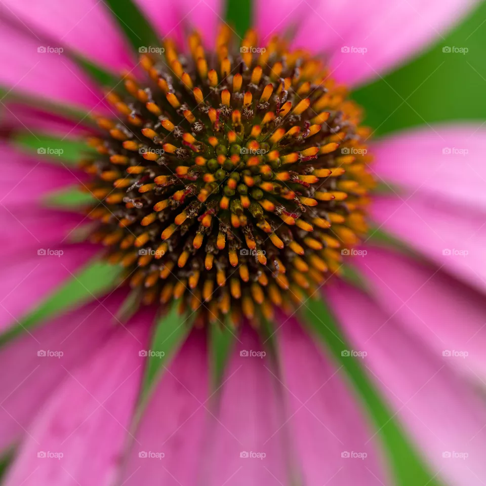Pink flower