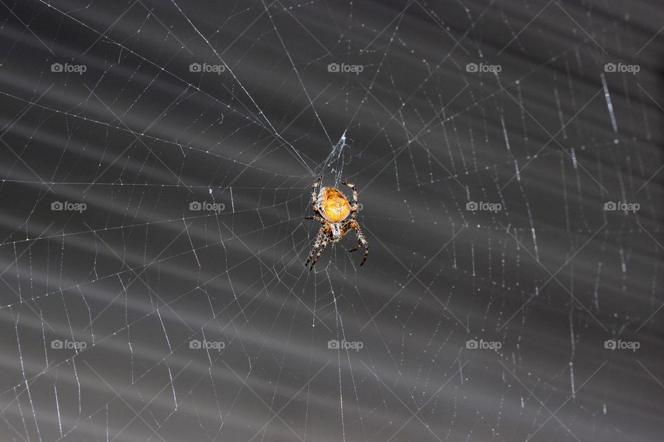 Spider in web