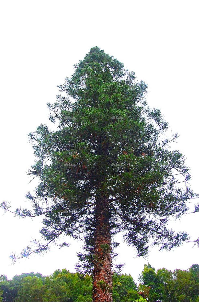 Pine Tree.