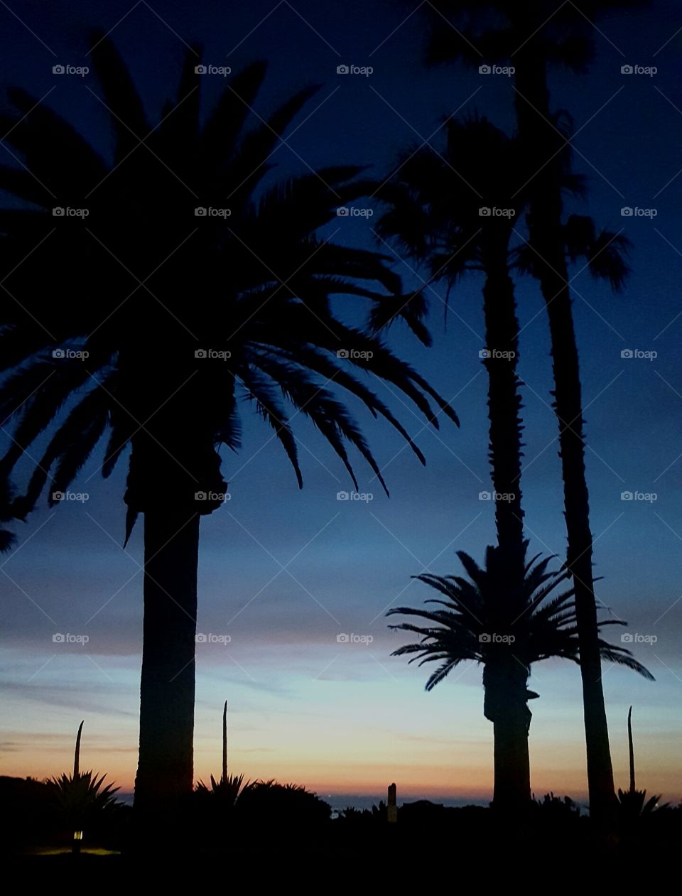 Palm Trees at Sunset - California