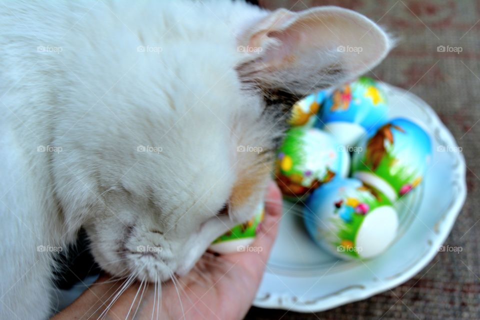 cat pet and Easter eggs spring holiday