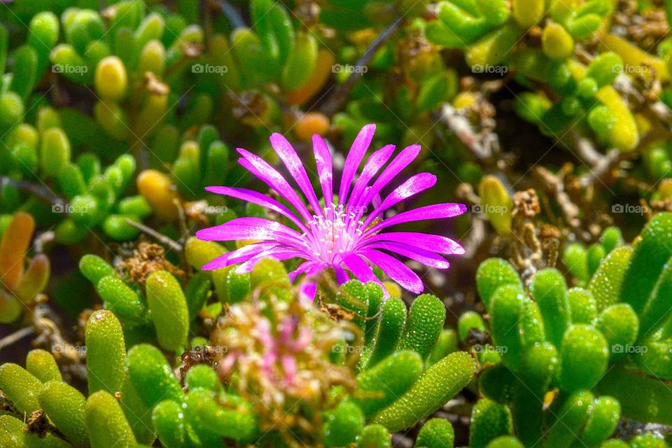 Close-up of pink flower