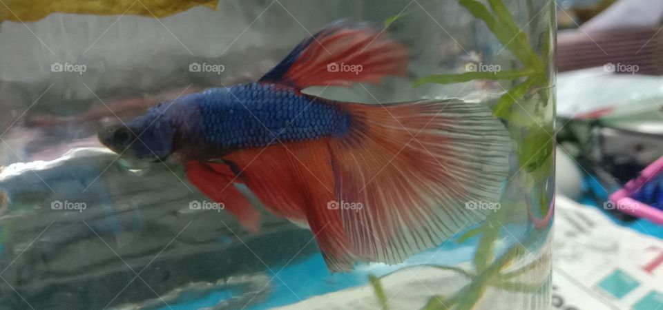 fighter tail combinations of shades