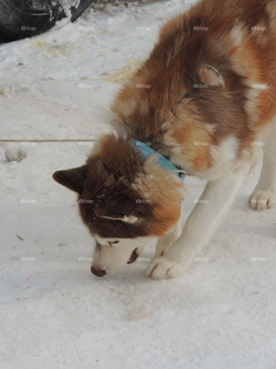 A red and white Alaskan malamute wearing a blue color tied up after a sled dog race.