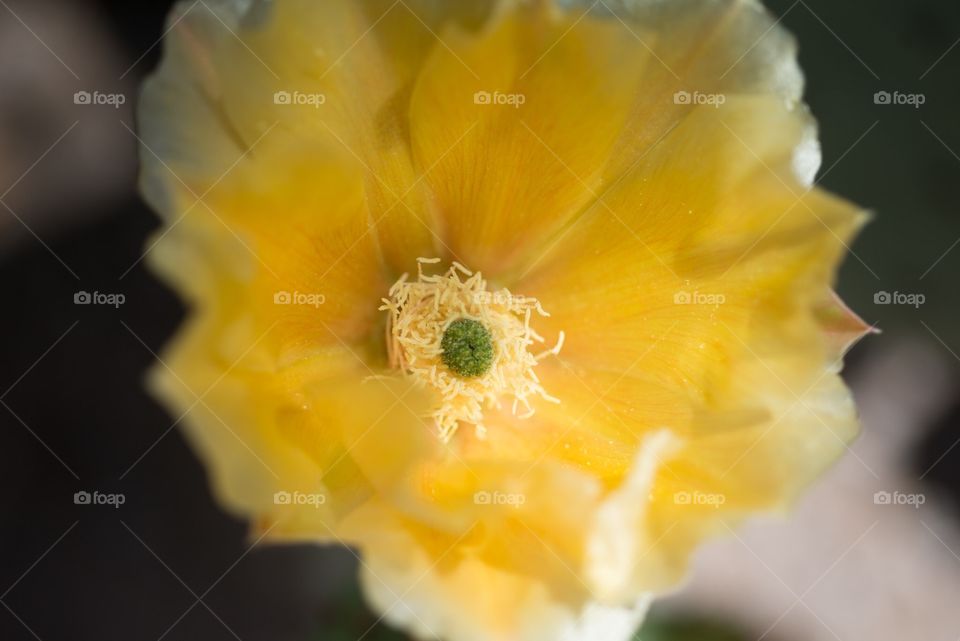 flowery yellow