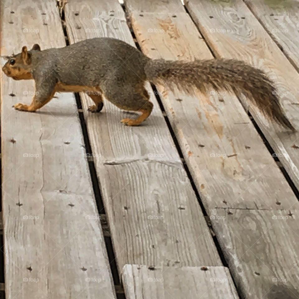Squirrel friend. 