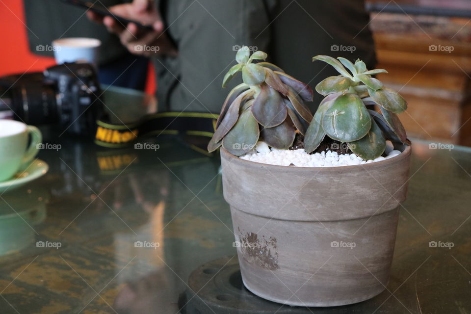 Pot on a  coffees table 