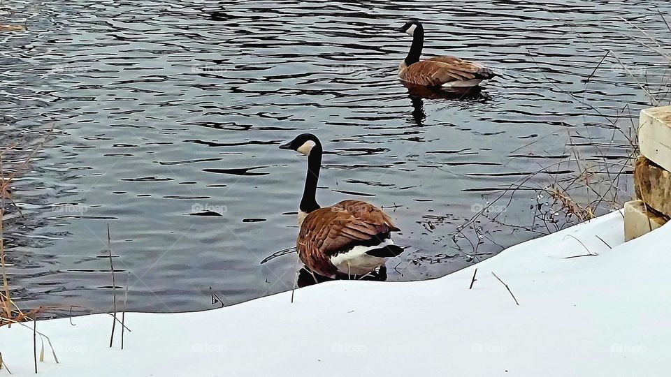 Geese