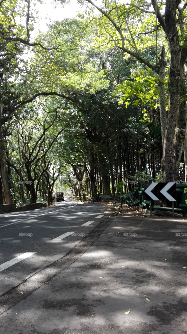 forest road