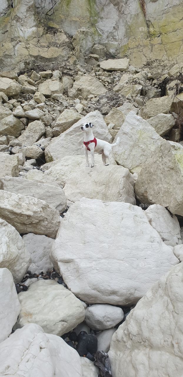 adventurous dog