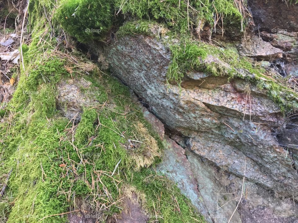 Rock and moss