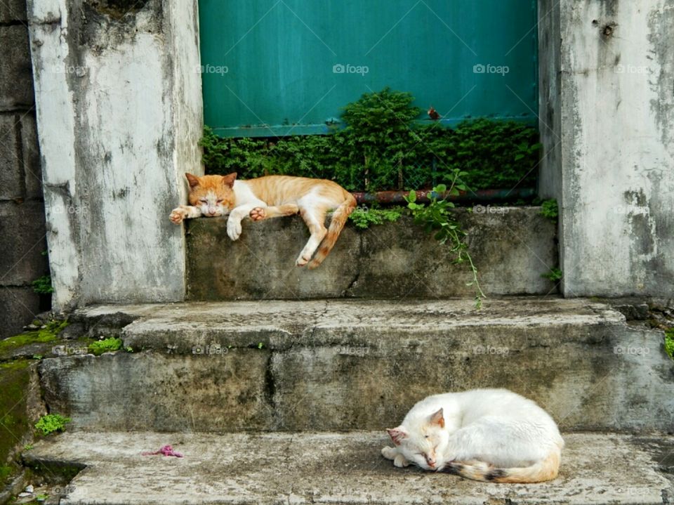 cats on the street