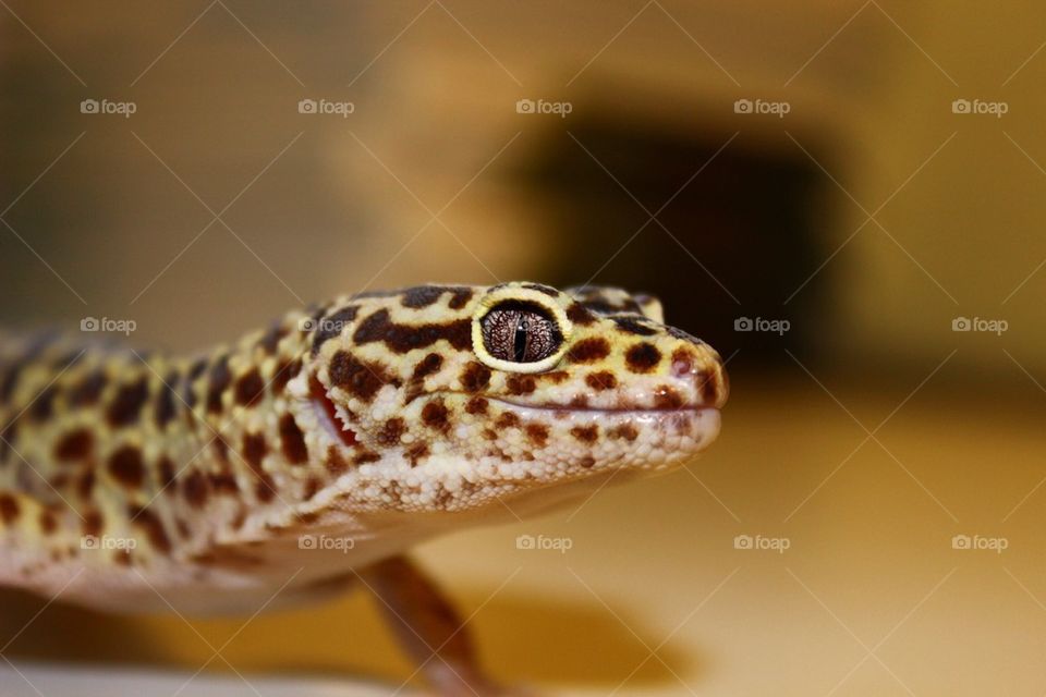 Geckoödla