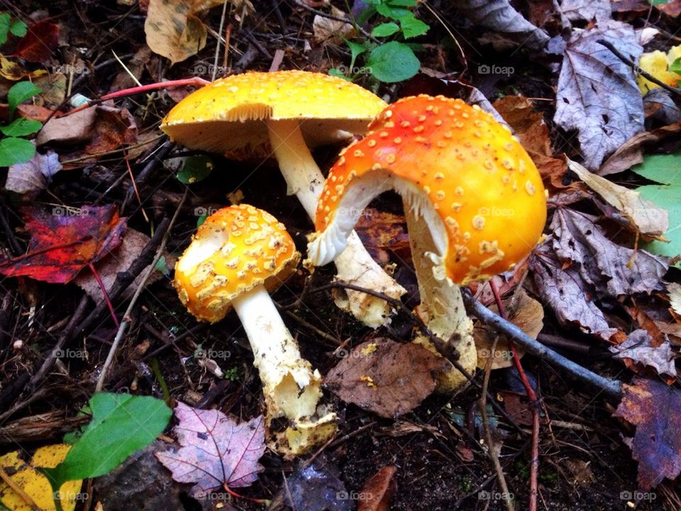 Orange mushrooms 