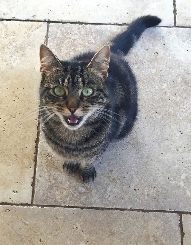 Meowing cat