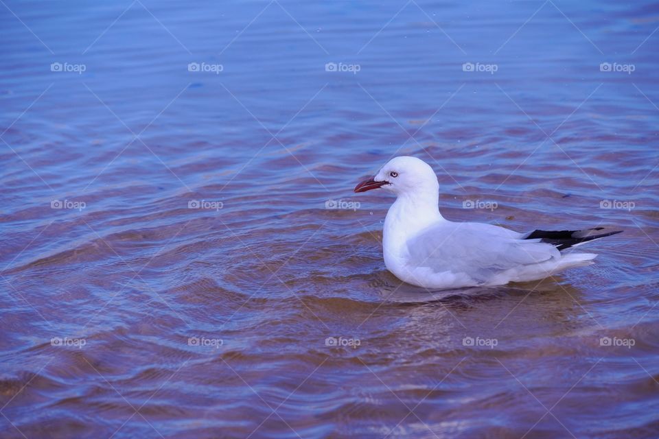 Black-billed Gull #2