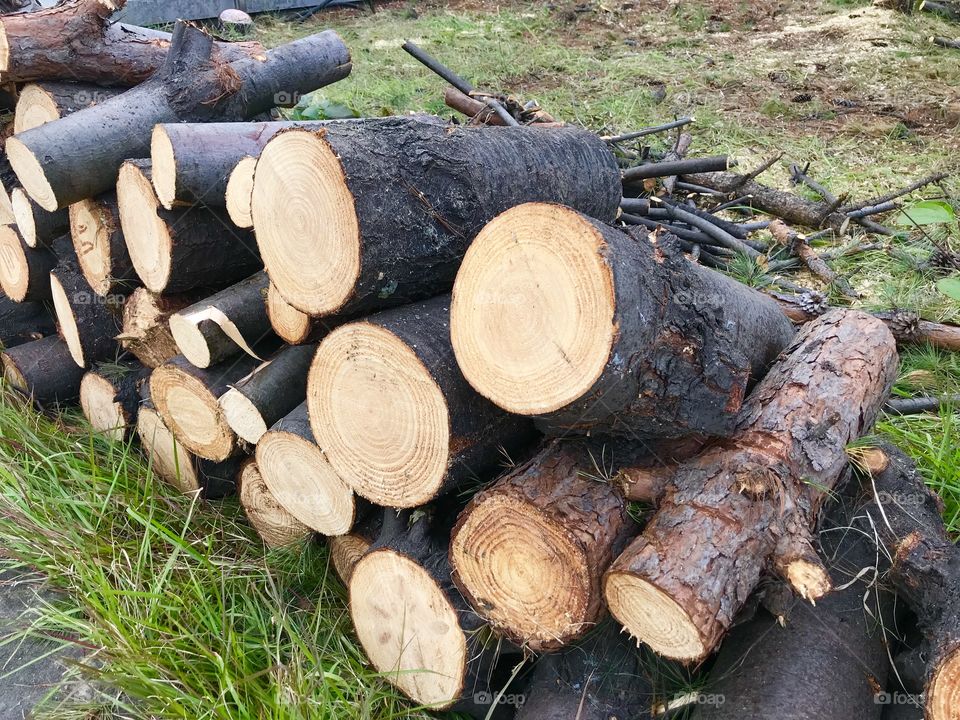 Timber Wood in Pile