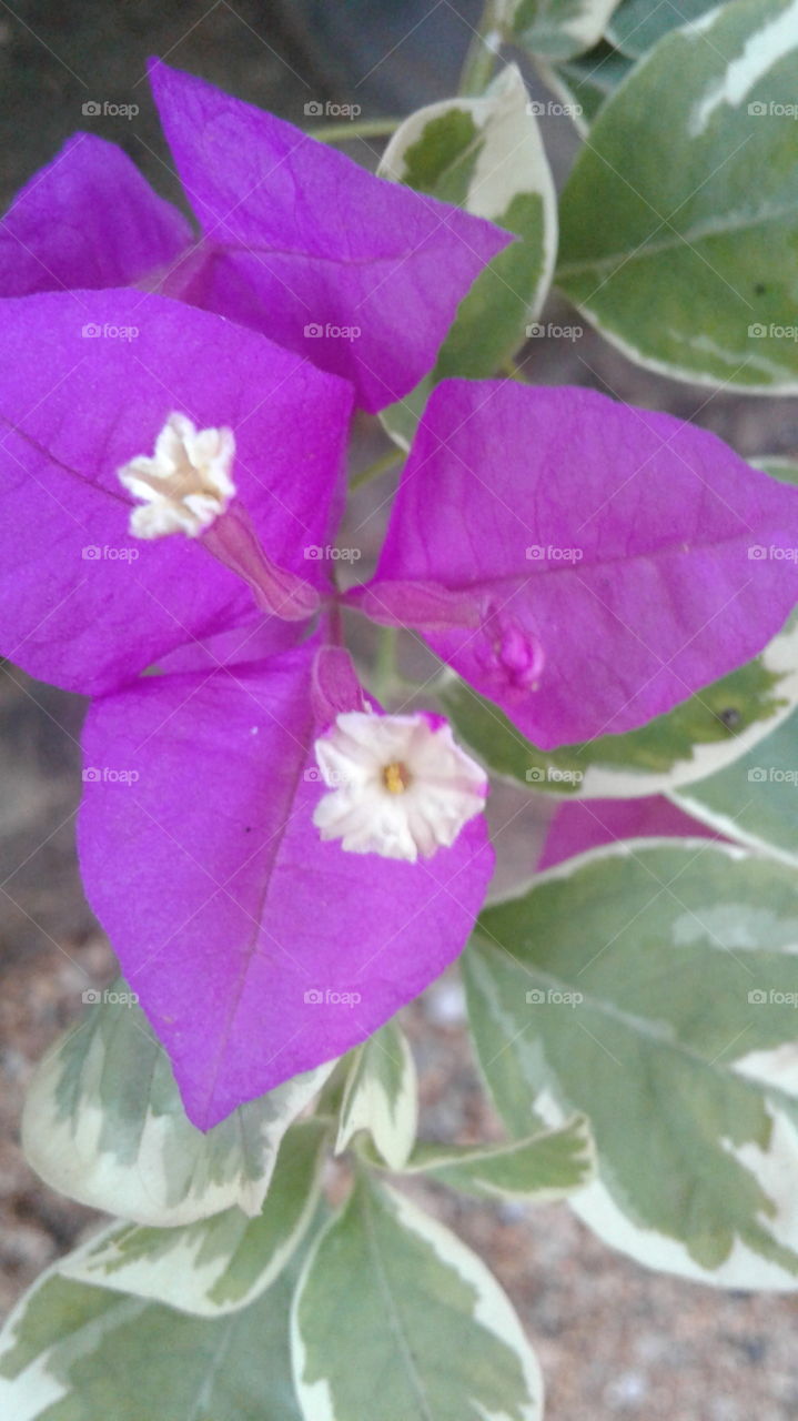 colourful beautiful flower