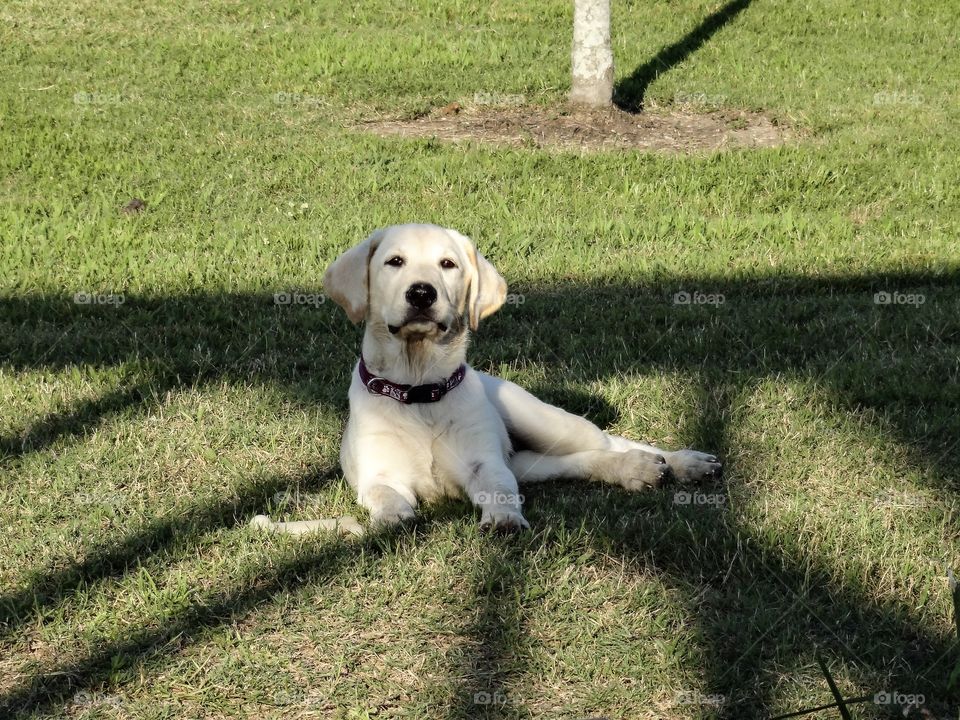 My late Labrador Bella