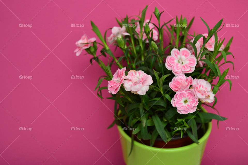 HOUSE PLANTS IN POTS