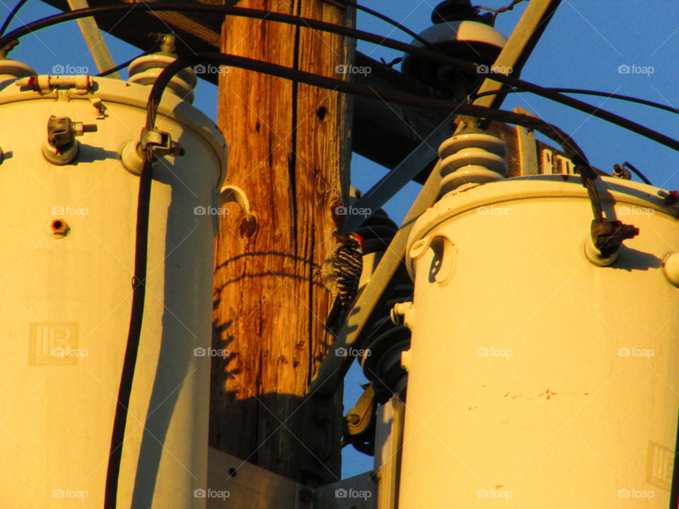 A telephone pole woodpecker