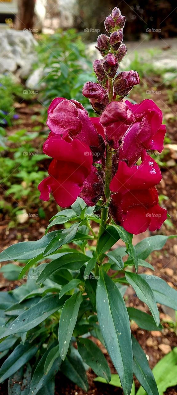 Red flowers