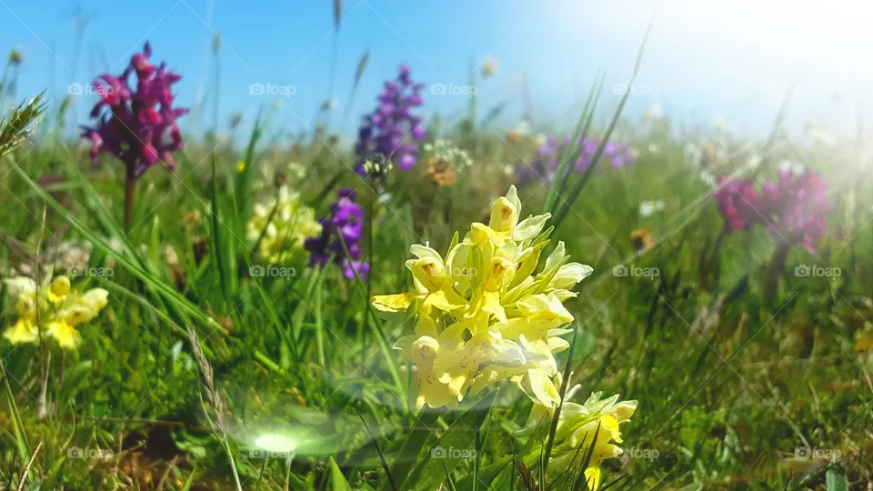 Orchids