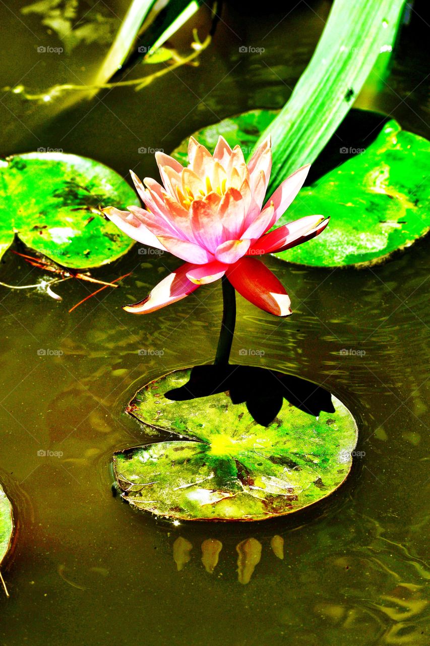 Beautiful pond water Lilly 