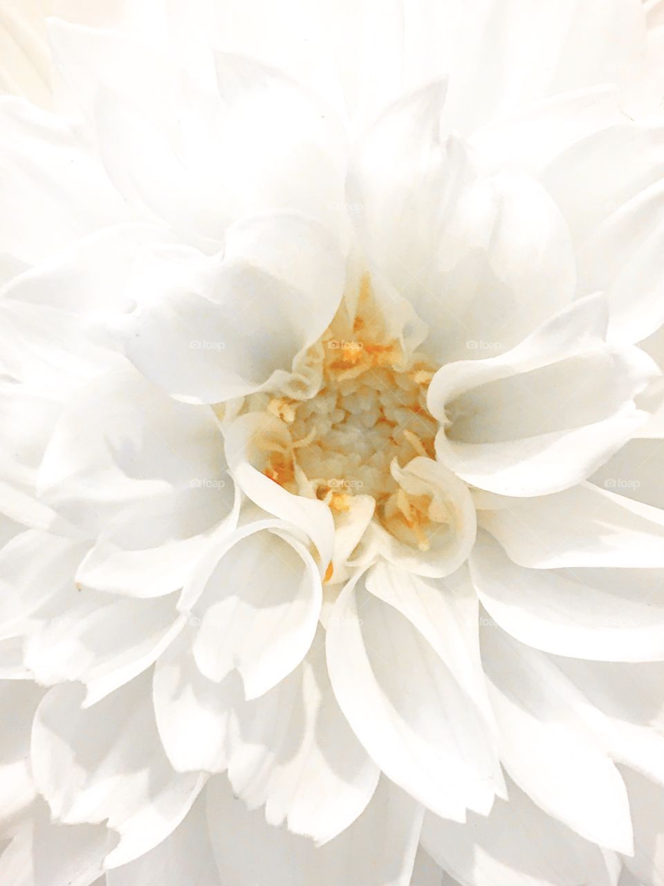 White flower with yellow buds