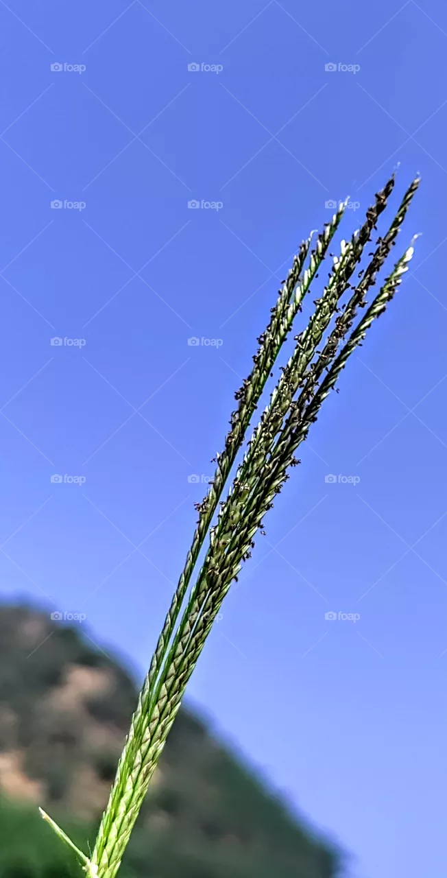 plant with sky background