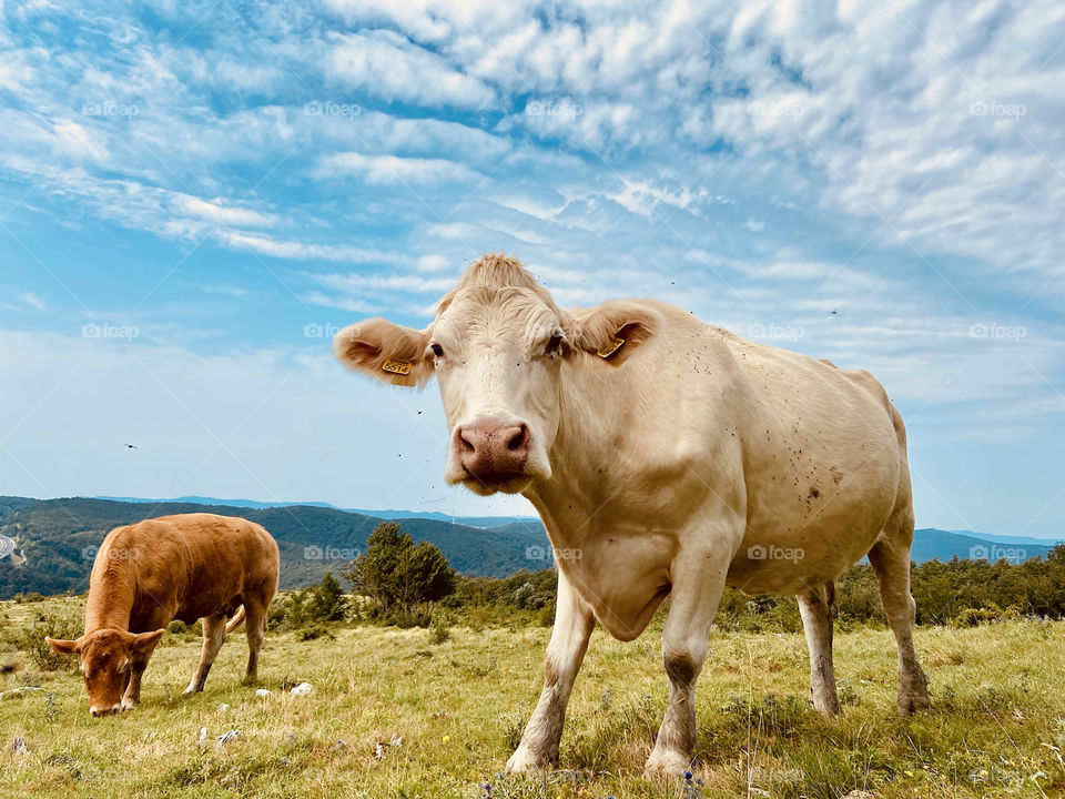 Grazing cows in the middle of meadows and fields with green dense grass. Nature landscape. Countryside.