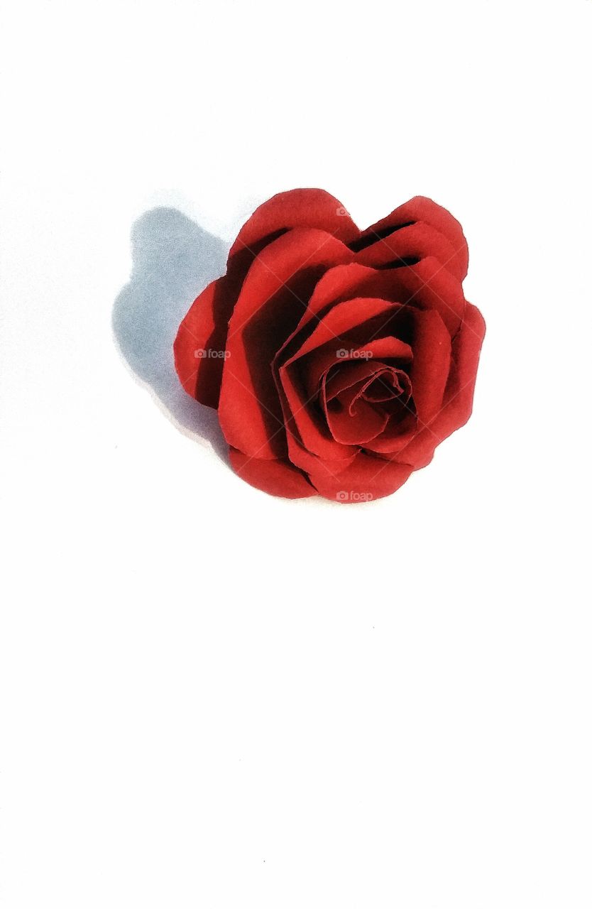 Red rose