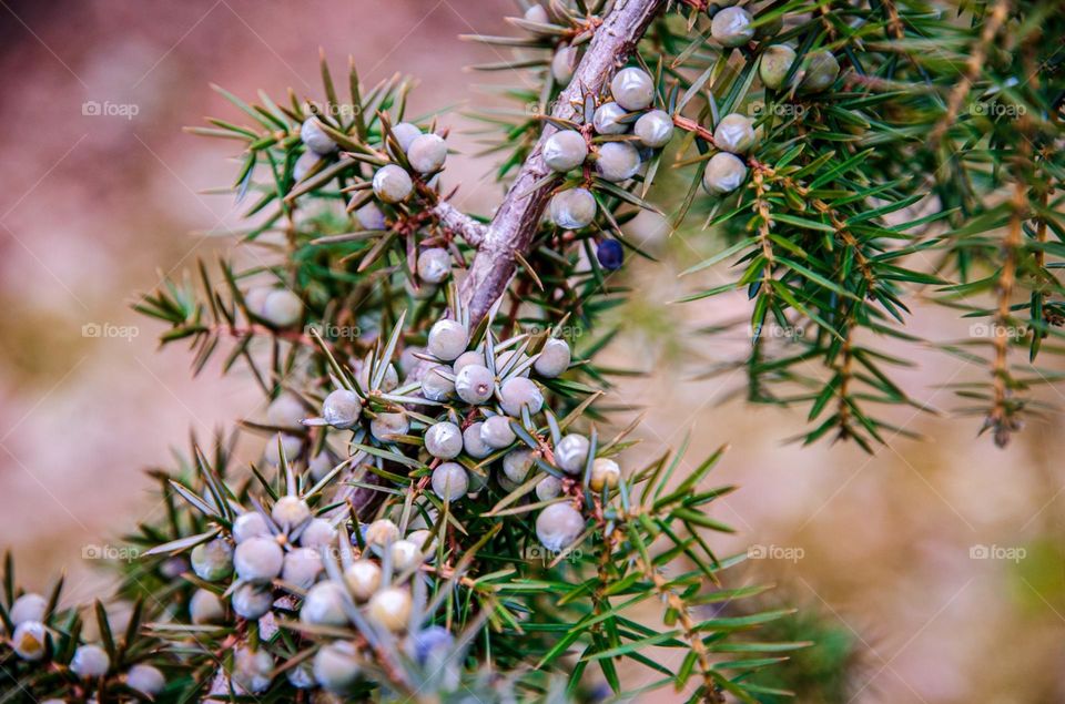 Juniper sprig