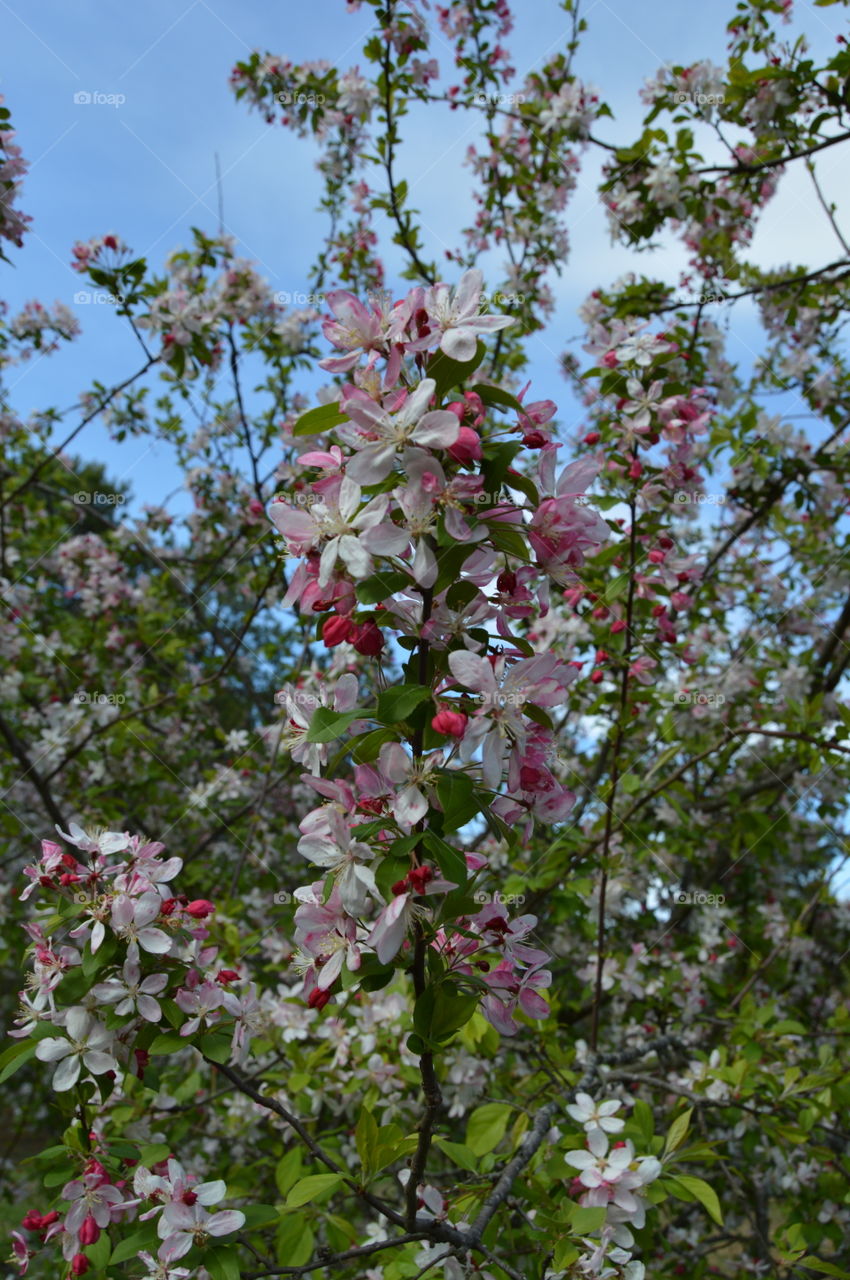 Crabapple blooms in the morning