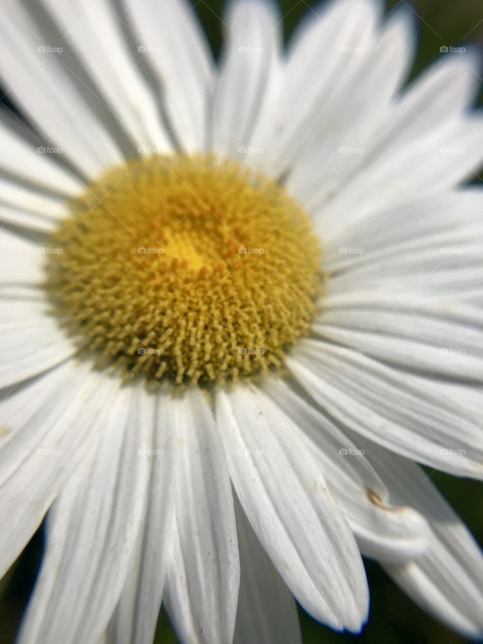 Summer daisy in full light