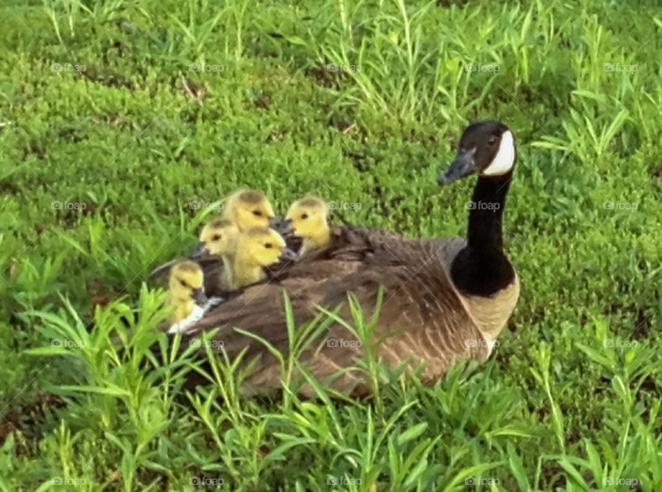 Spring Babies