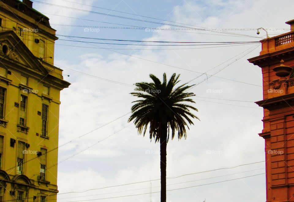Buenos Aires. Palm in the City