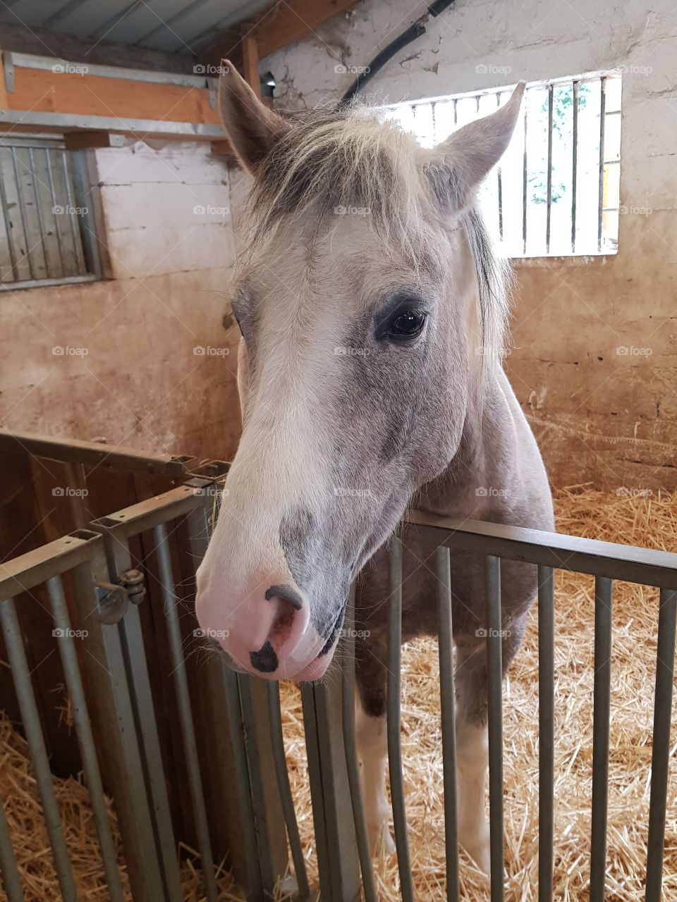 poney dans son box au centre équestre
