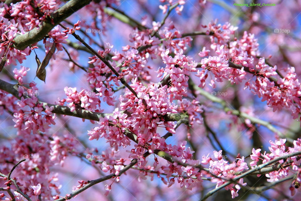 Beautiful blossoms of spring. A pretty tree to see!