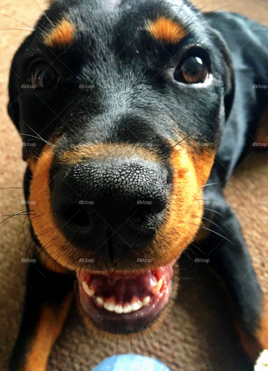 Smiling Rottweiler puppy
