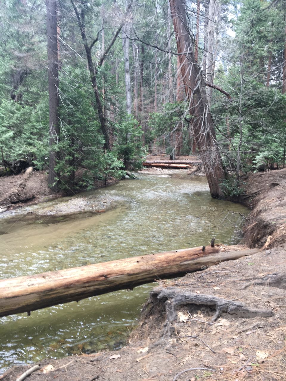 Yosemite creek