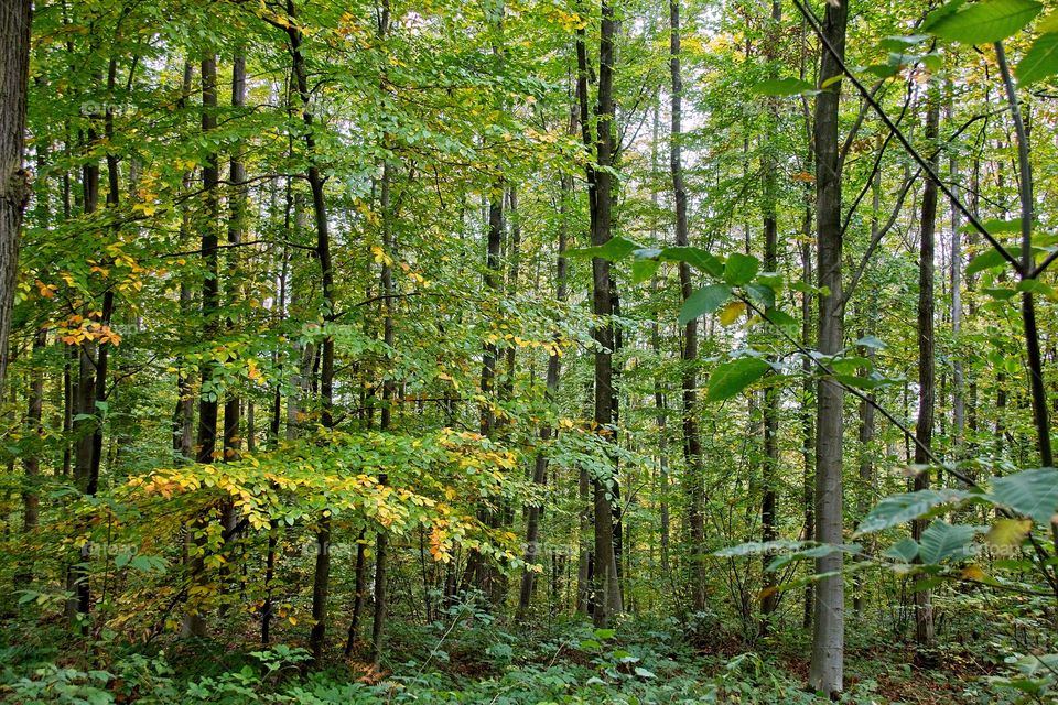 sun rays in the forest