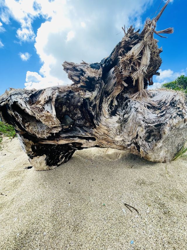 Beach log