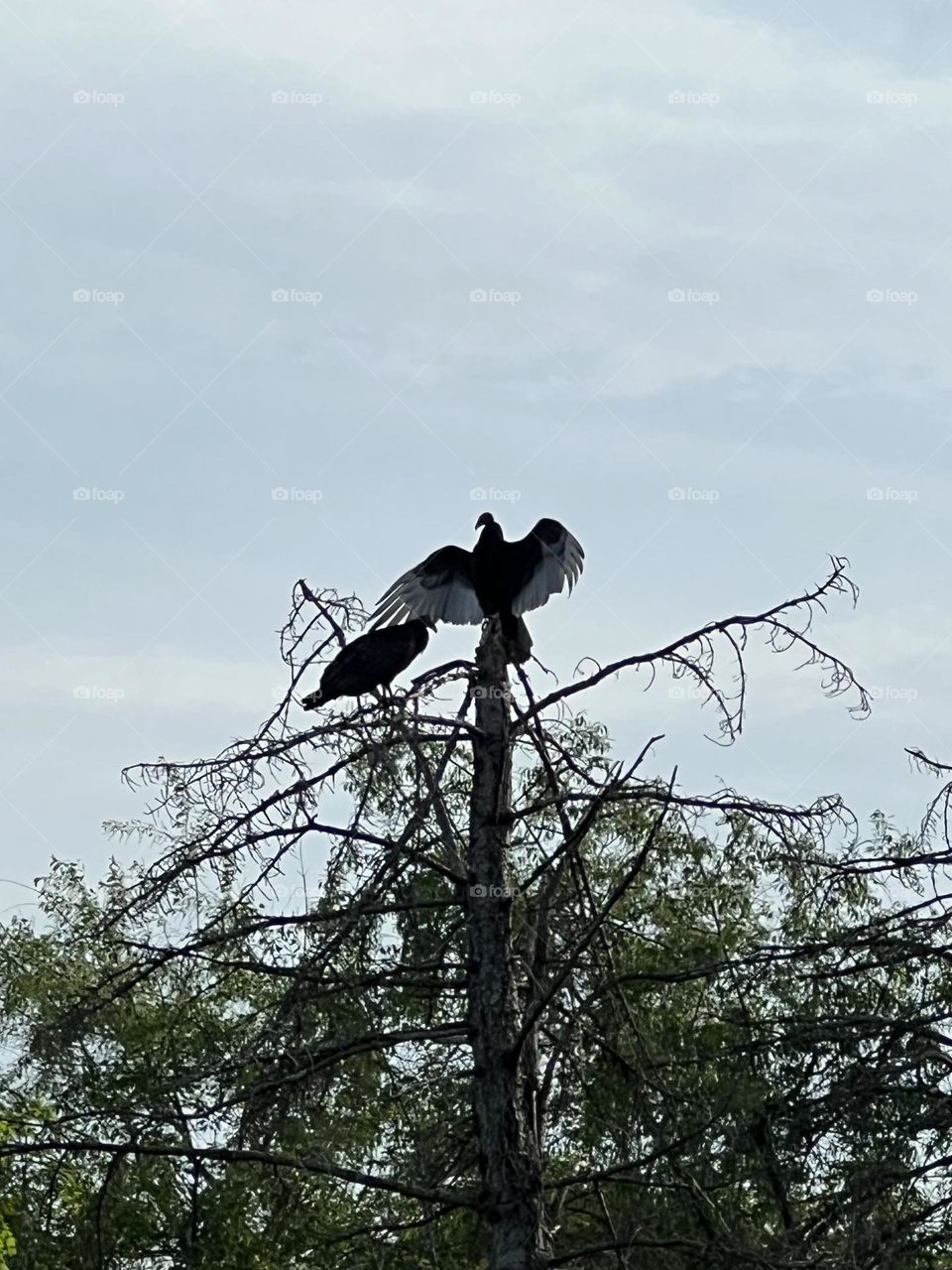 Turkey vultures