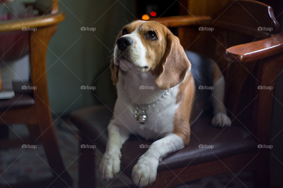 Beagle dog on the chair