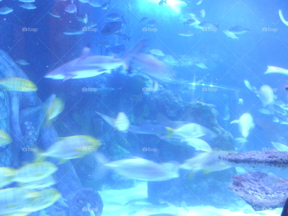 School of Fish (SEA LIFE Michigan Aquarium) by sbktdreed