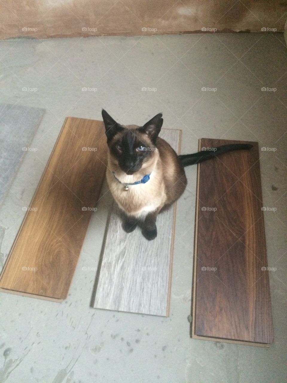 Siamese cat sitting on laminate floor swatches