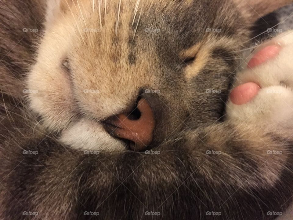 Cat sleeping close up