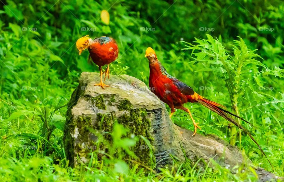 Colors in the Collision of Plant and Animal Spirits in Nature